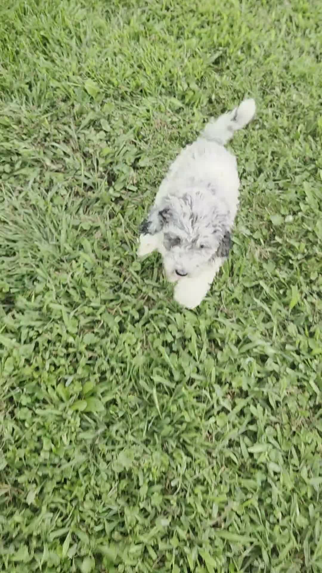 Miniature Poodle dogs for sale: Doodle SALE - Video 1