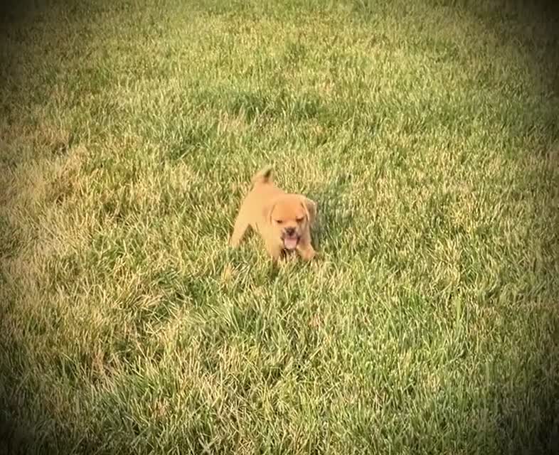 Puggle dogs for sale: Sasha - Video 1