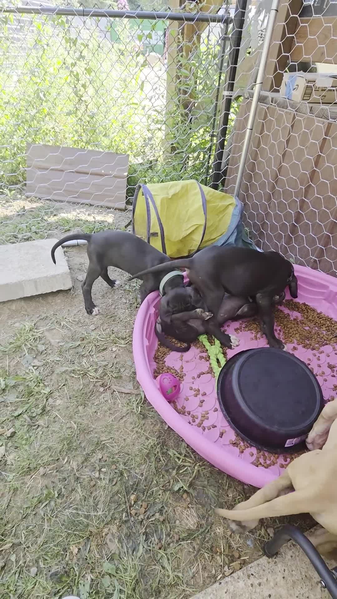 Great Dane dogs for sale: Great Dane 9 - Video 2