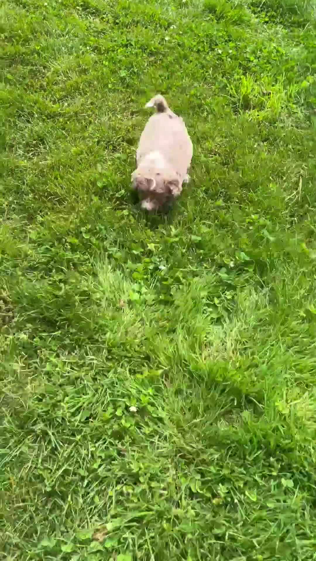 Aussiedoodle dogs for sale: Cinnamon - Video 1