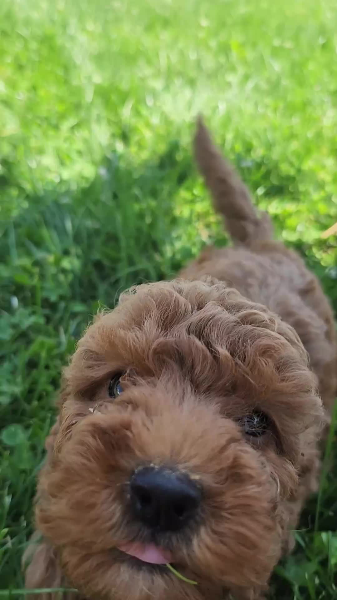 Miniature Poodle dogs for sale: Tulip  - Video 2