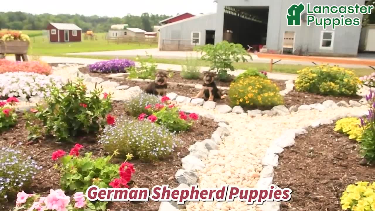 German Shepherd dogs for sale: Snickers - Video 1