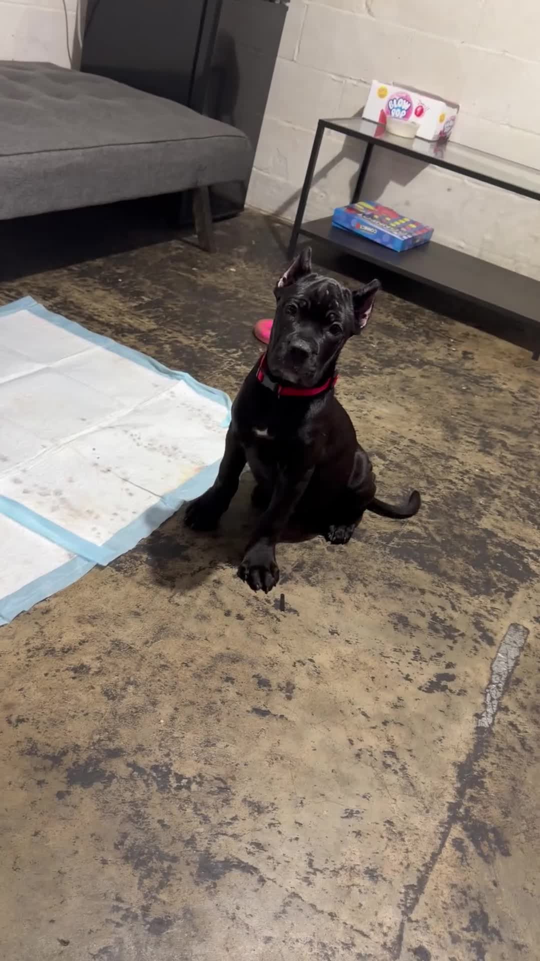 Cane Corso dogs for sale: Corso Runt(Orange collar) - Video 1