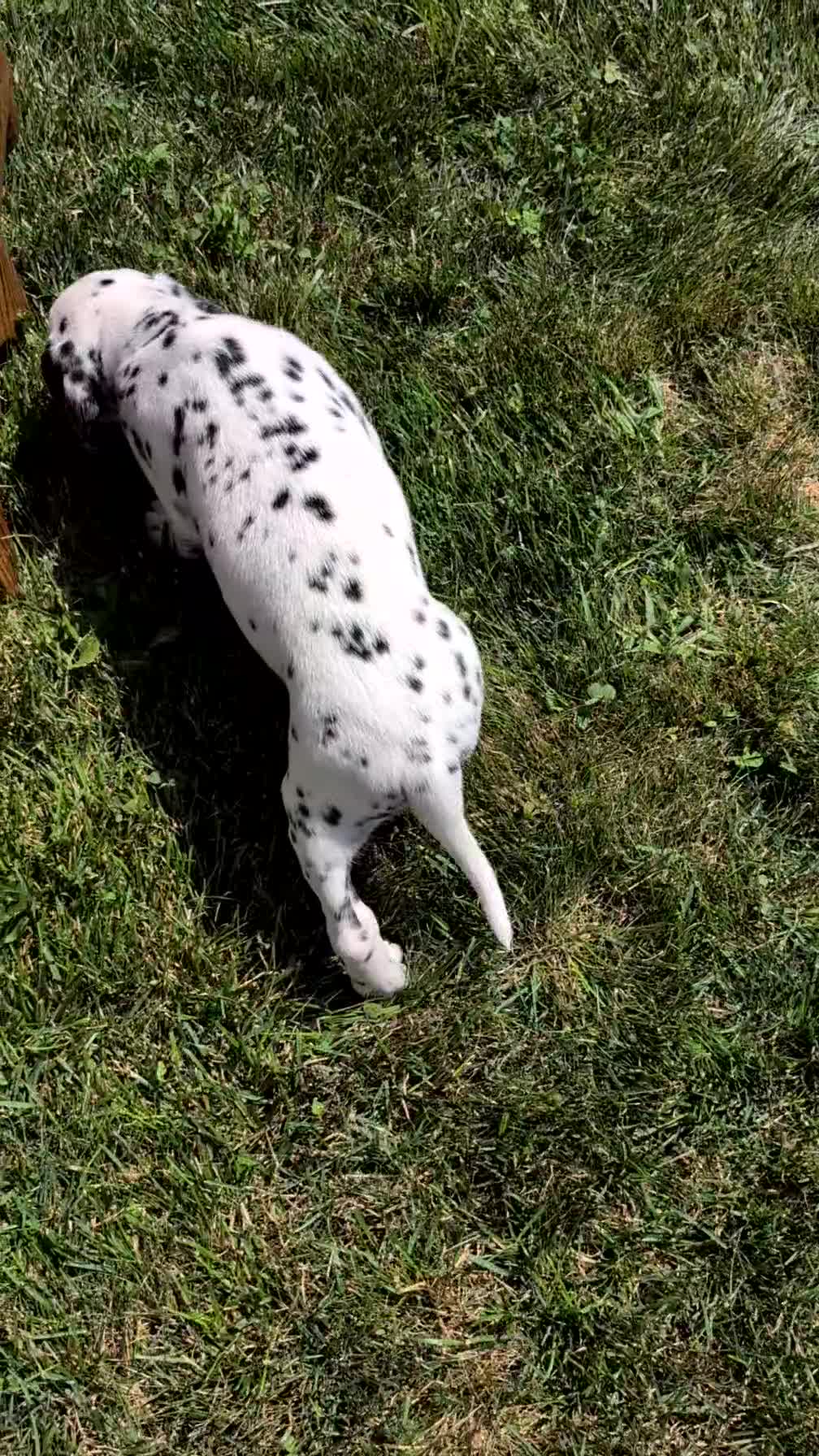 Dalmatian dogs for sale: Layla - Video 1