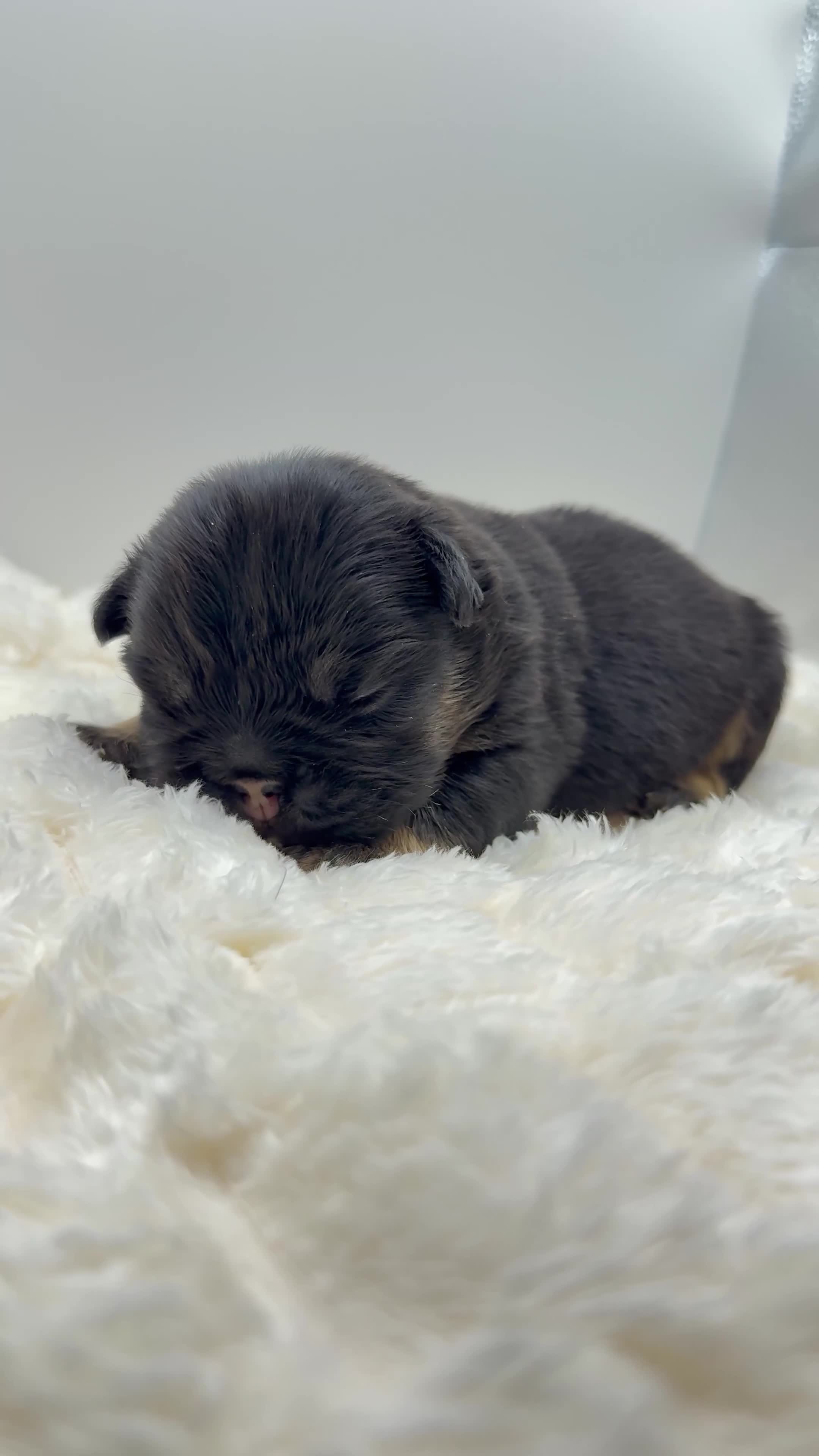 French Bulldog dogs for sale: T-Bone - Video 2