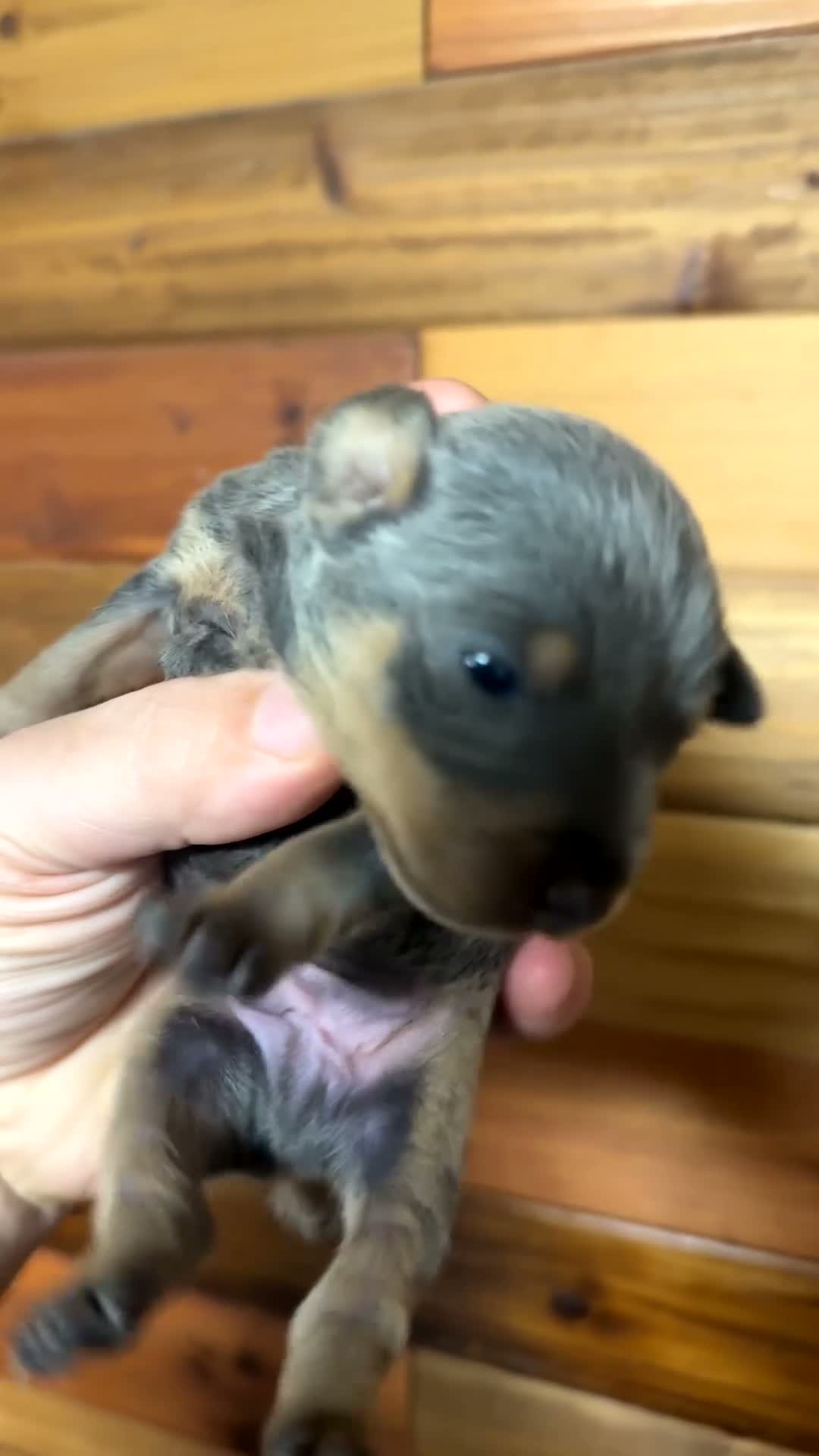 Miniature Pinscher dogs for sale: Bruno - Video 1