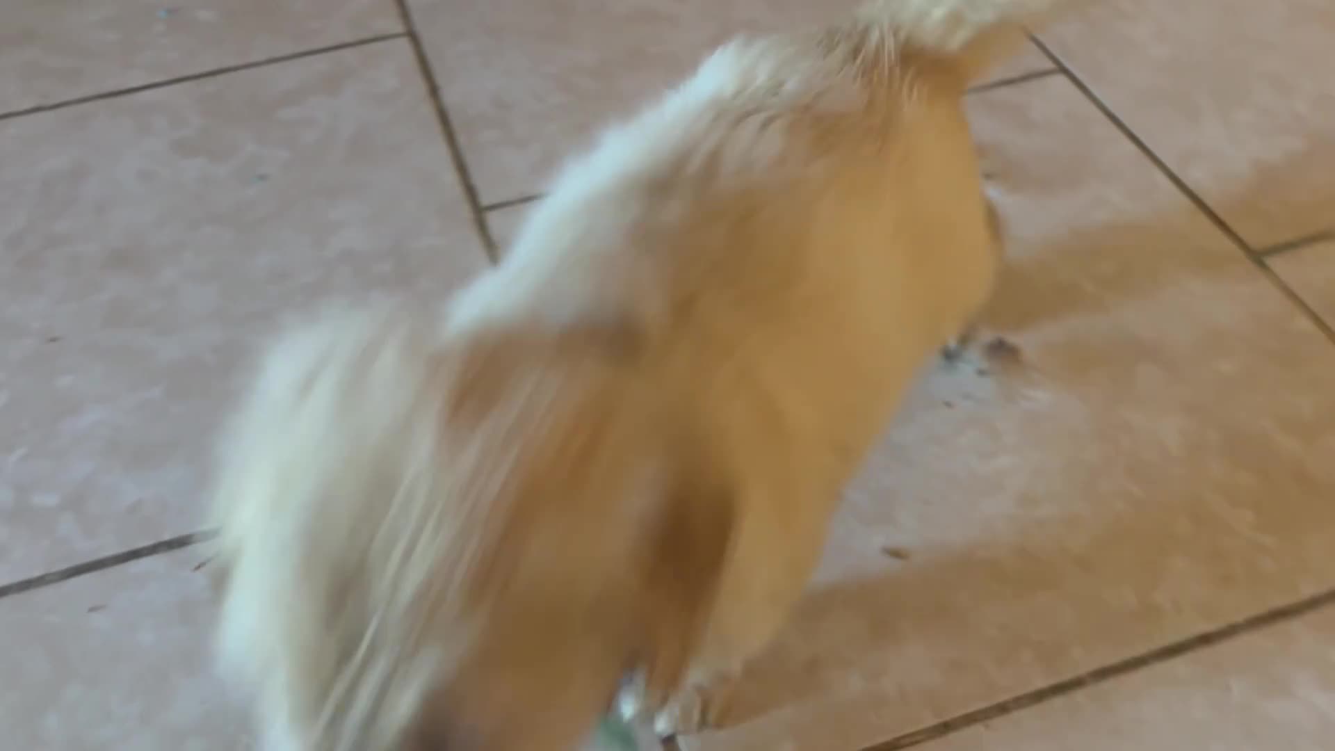 Golden Retriever dogs for sale: Nova - Video 3