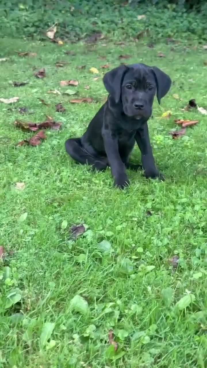 Cane Corso dogs for sale: Storm - Video 1