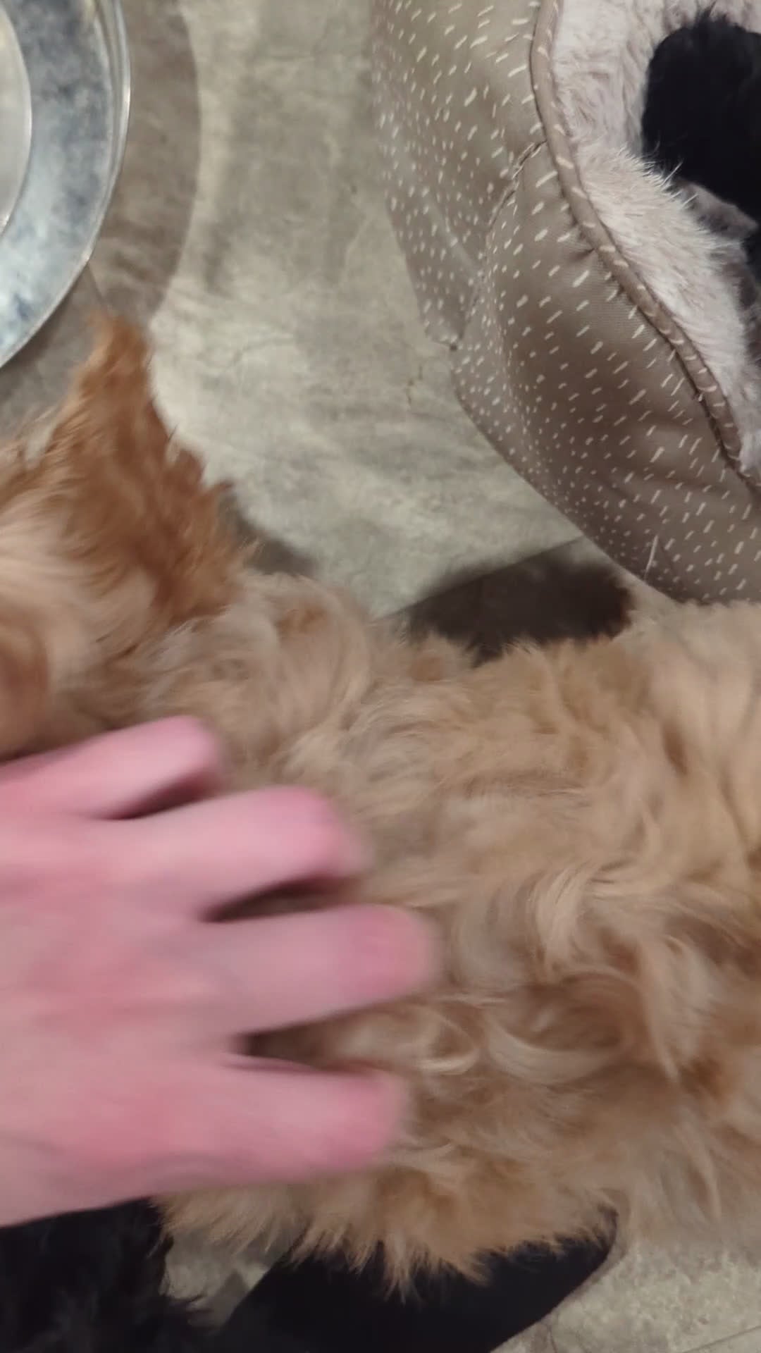 Cockapoo dogs for sale: Holmes- Brown Collar - Video 1