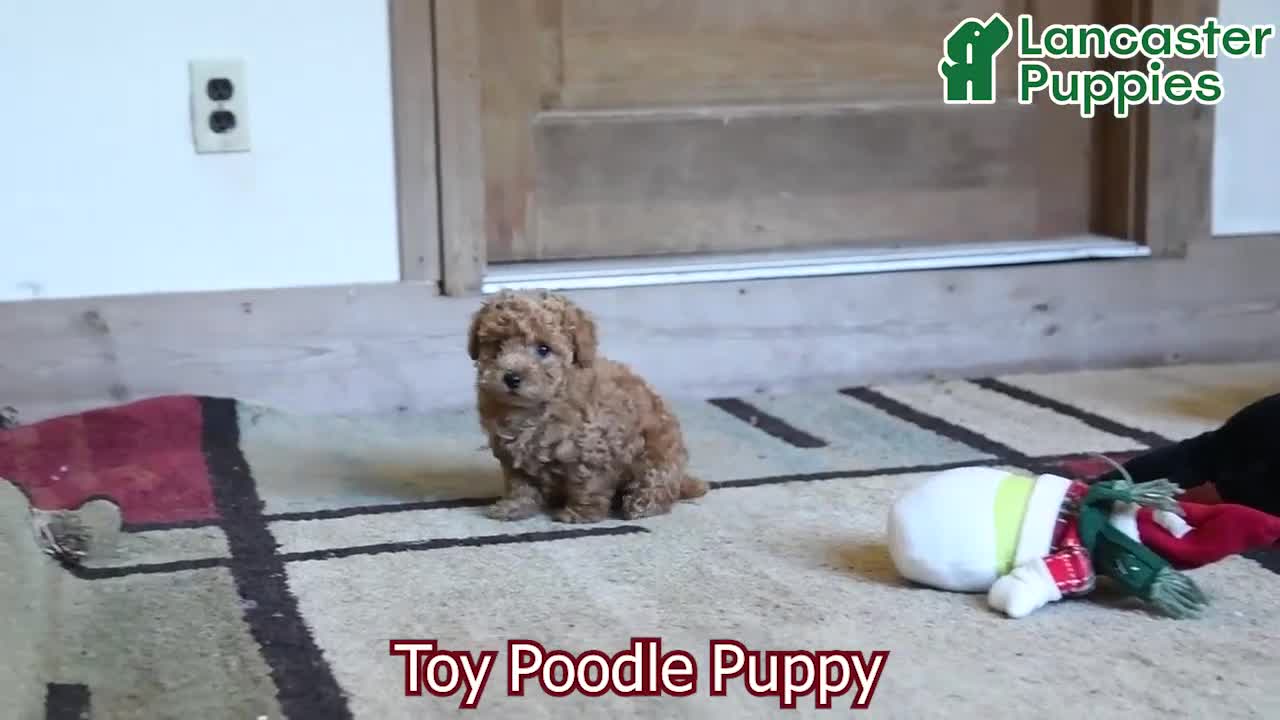 Toy Poodle dogs for sale: Marshall - Video 1