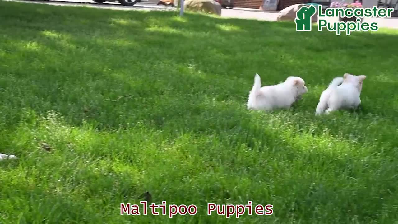 Maltipoo dogs for sale: Suni - Video 1