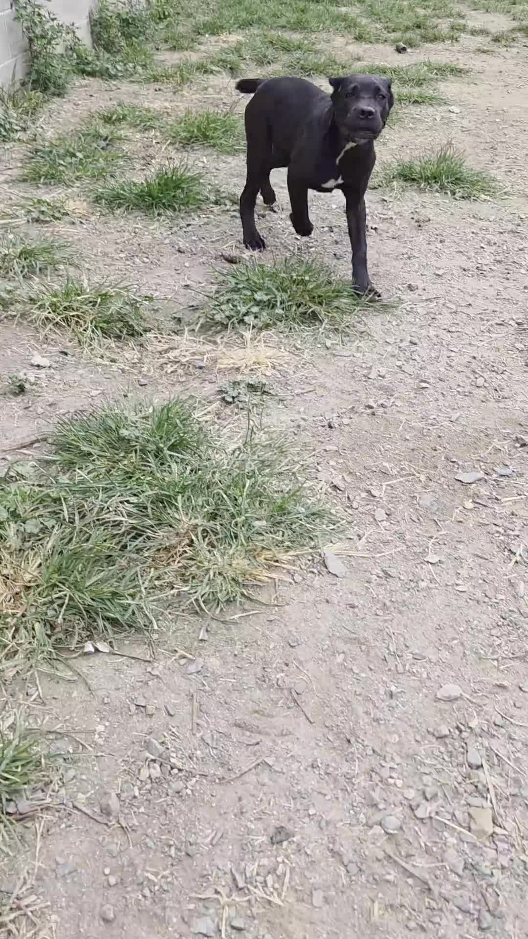 Cane Corso dogs for sale: Shelby  - Video 3