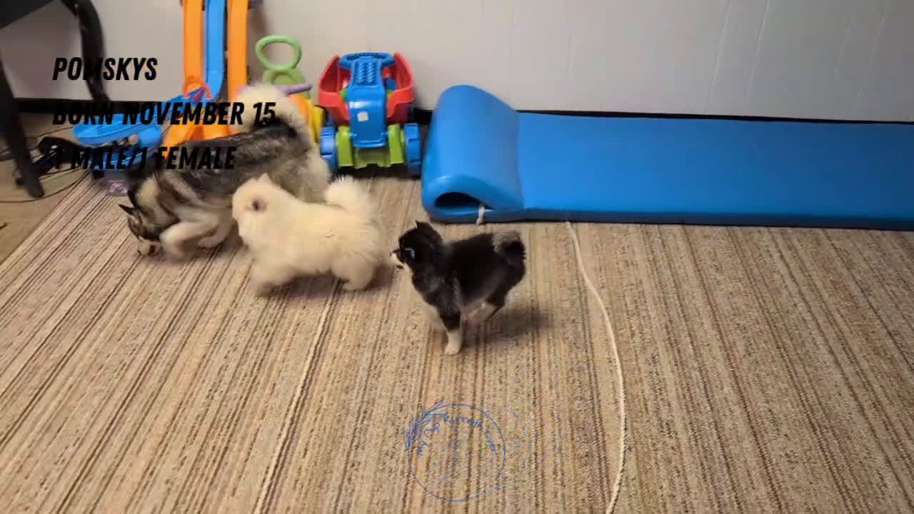Pomsky dogs for sale: Jack - Video 2