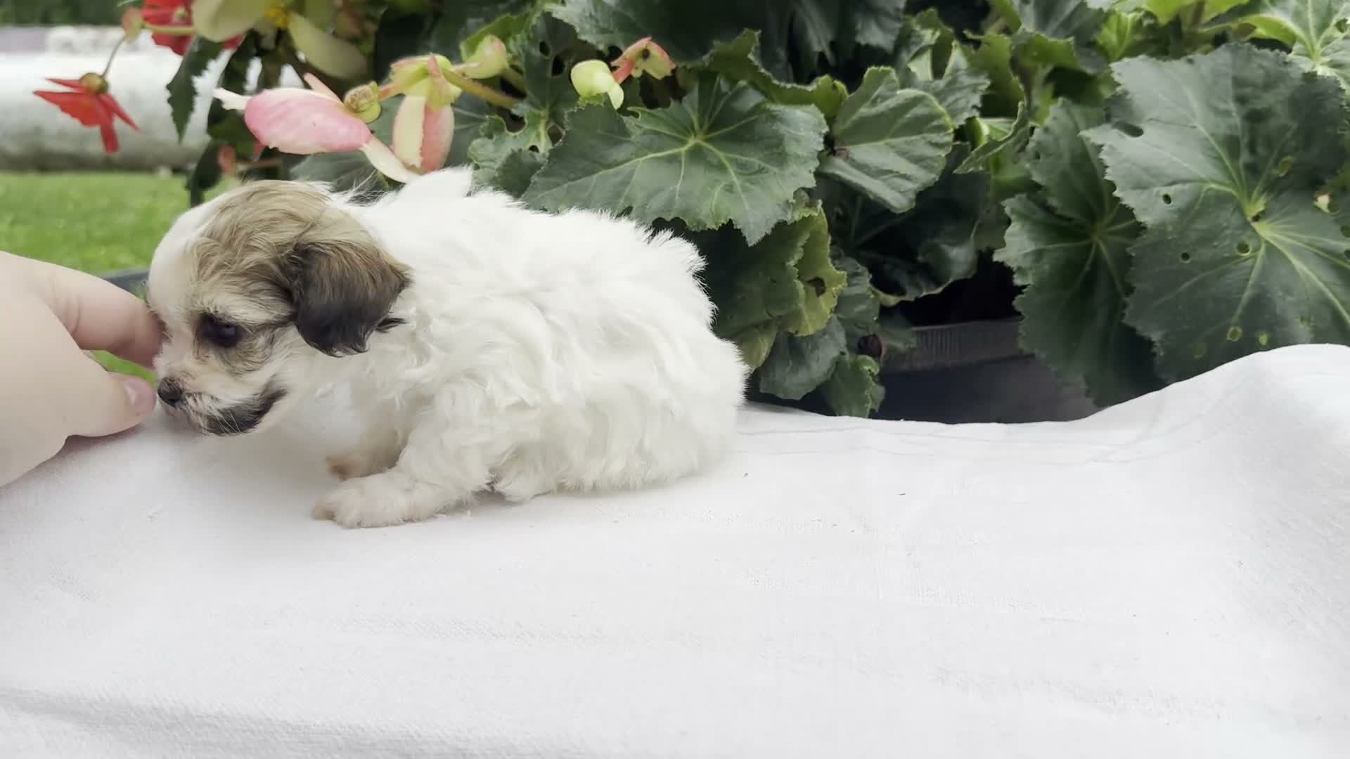 Havapoo dogs for sale: Belle - Video 1