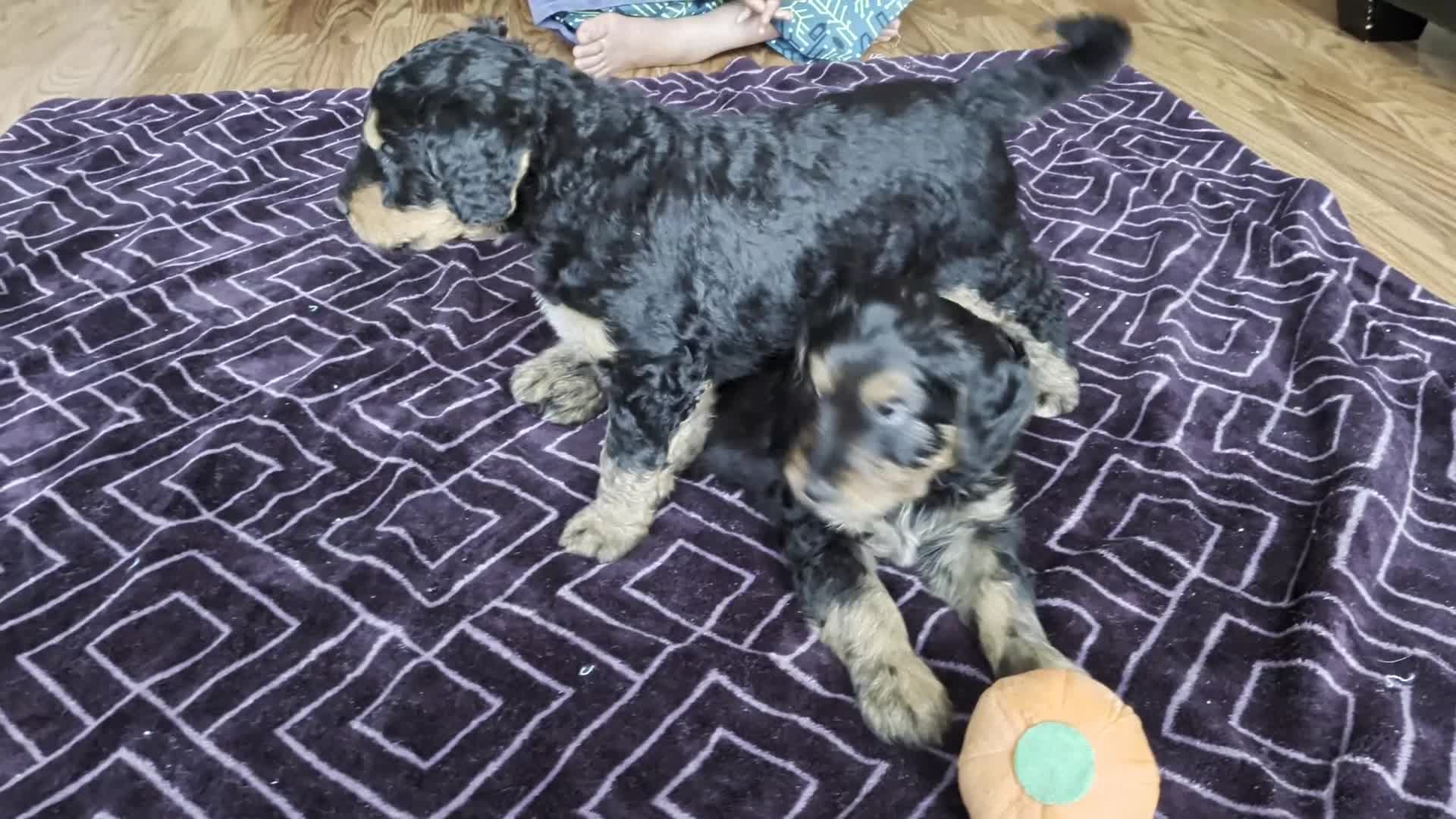 Mixed Breed dogs for sale: Jean Luc - Video 1