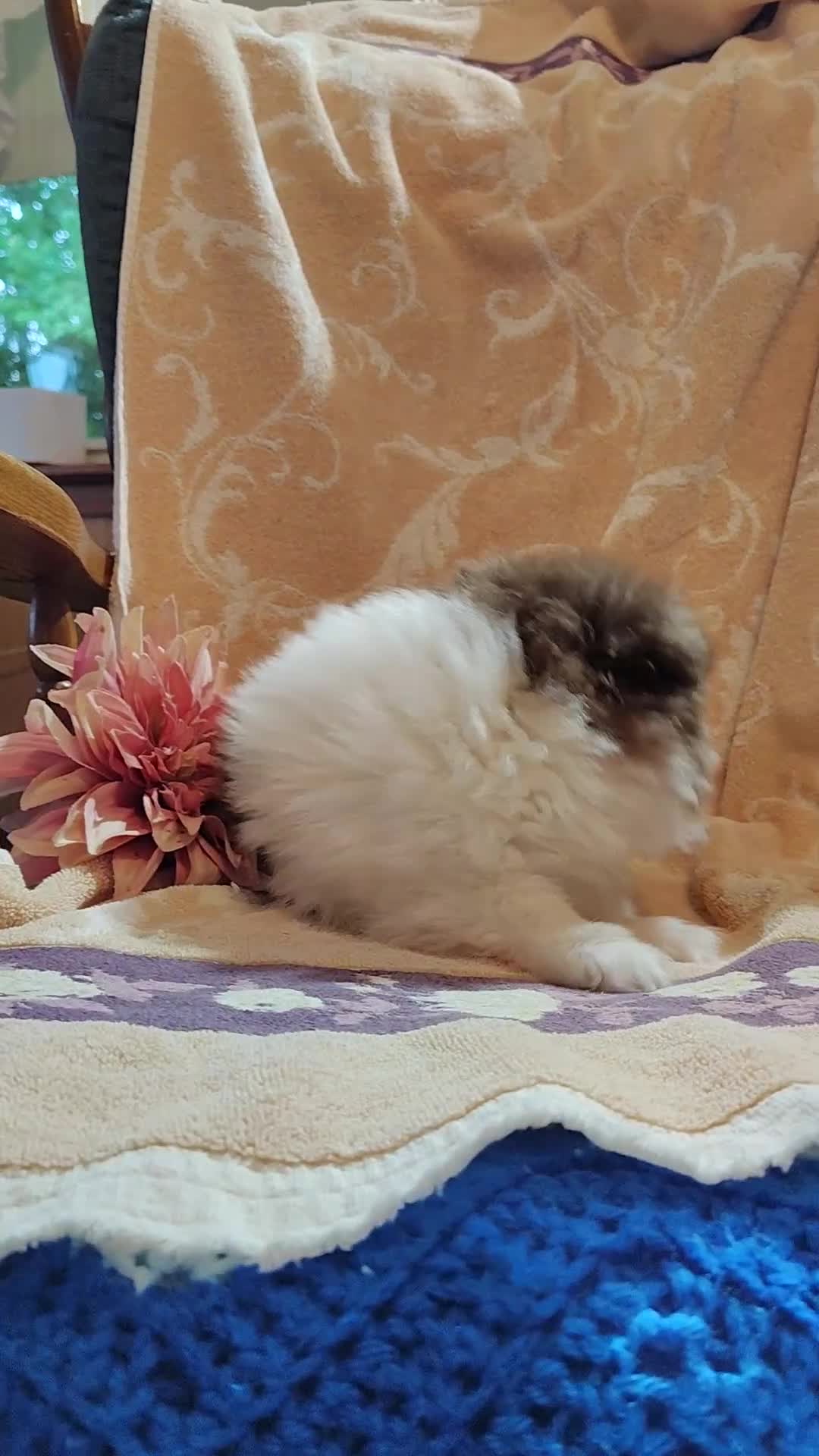 Pomeranian dogs for sale: Peachy keen - Video 1