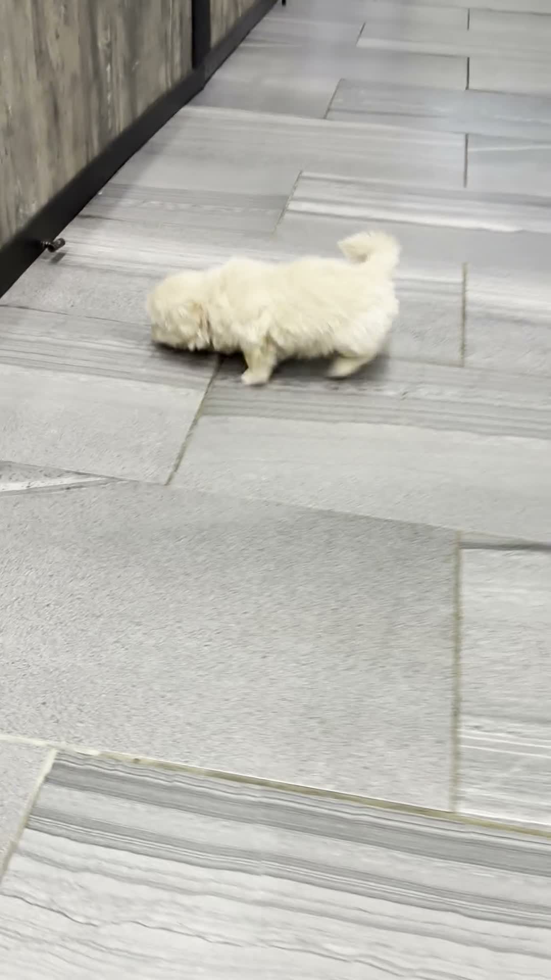 Shih Tzu dogs for sale: Natalie - Video 1