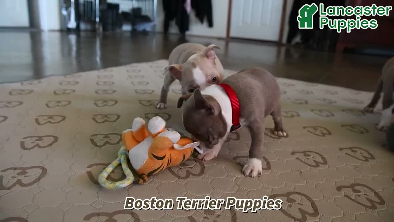 Boston Terrier dogs for sale: Cindy  - Video 1