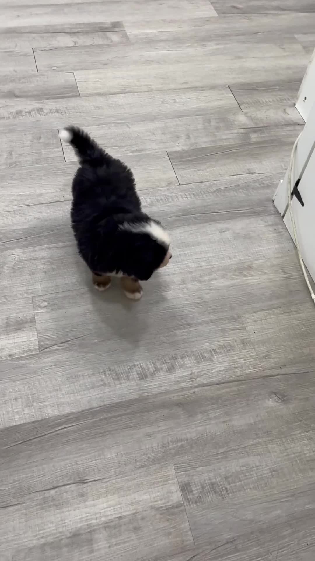 Bernese Mountain Dog dogs for sale: Marco - Video 1