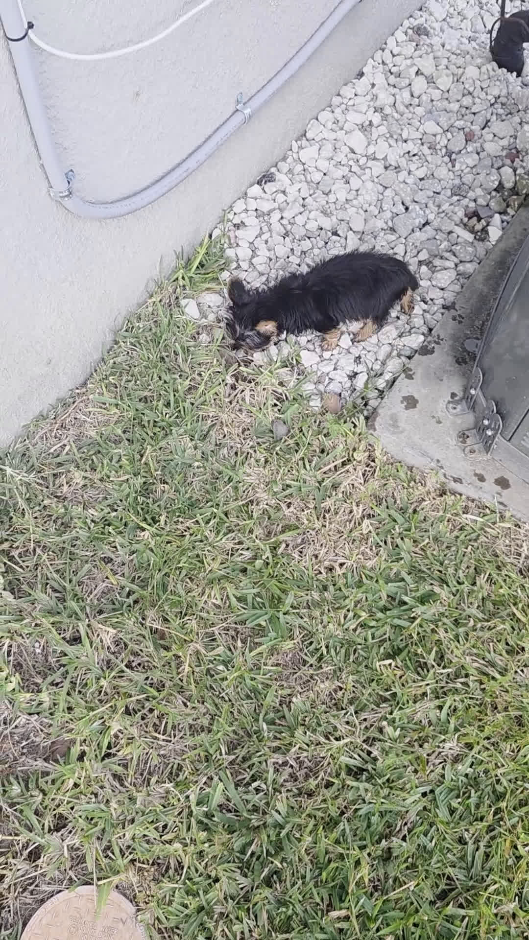 Yorkshire Terrier dogs for sale: Yorkshire Terrier Puppy 2 - Video 1