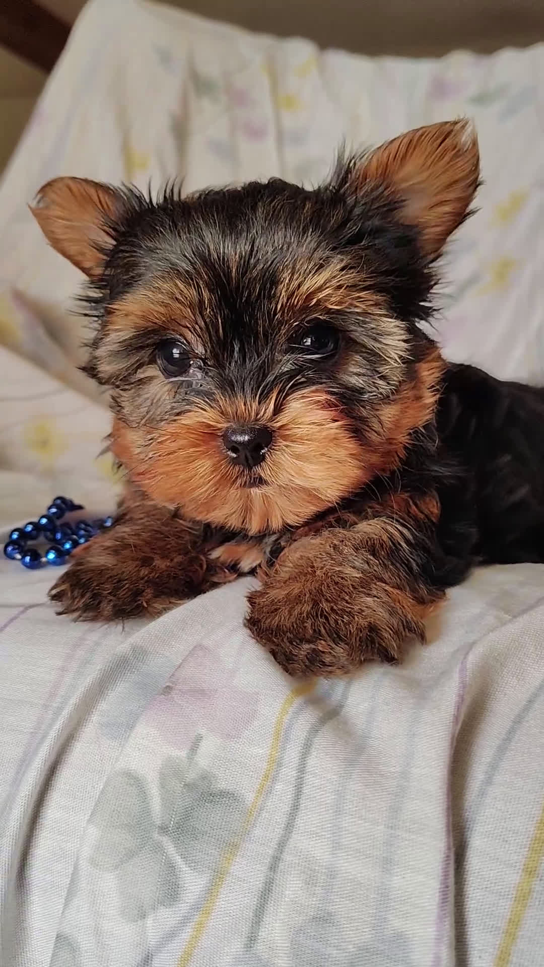 Yorkshire Terrier dogs for sale: Tony - Video 1