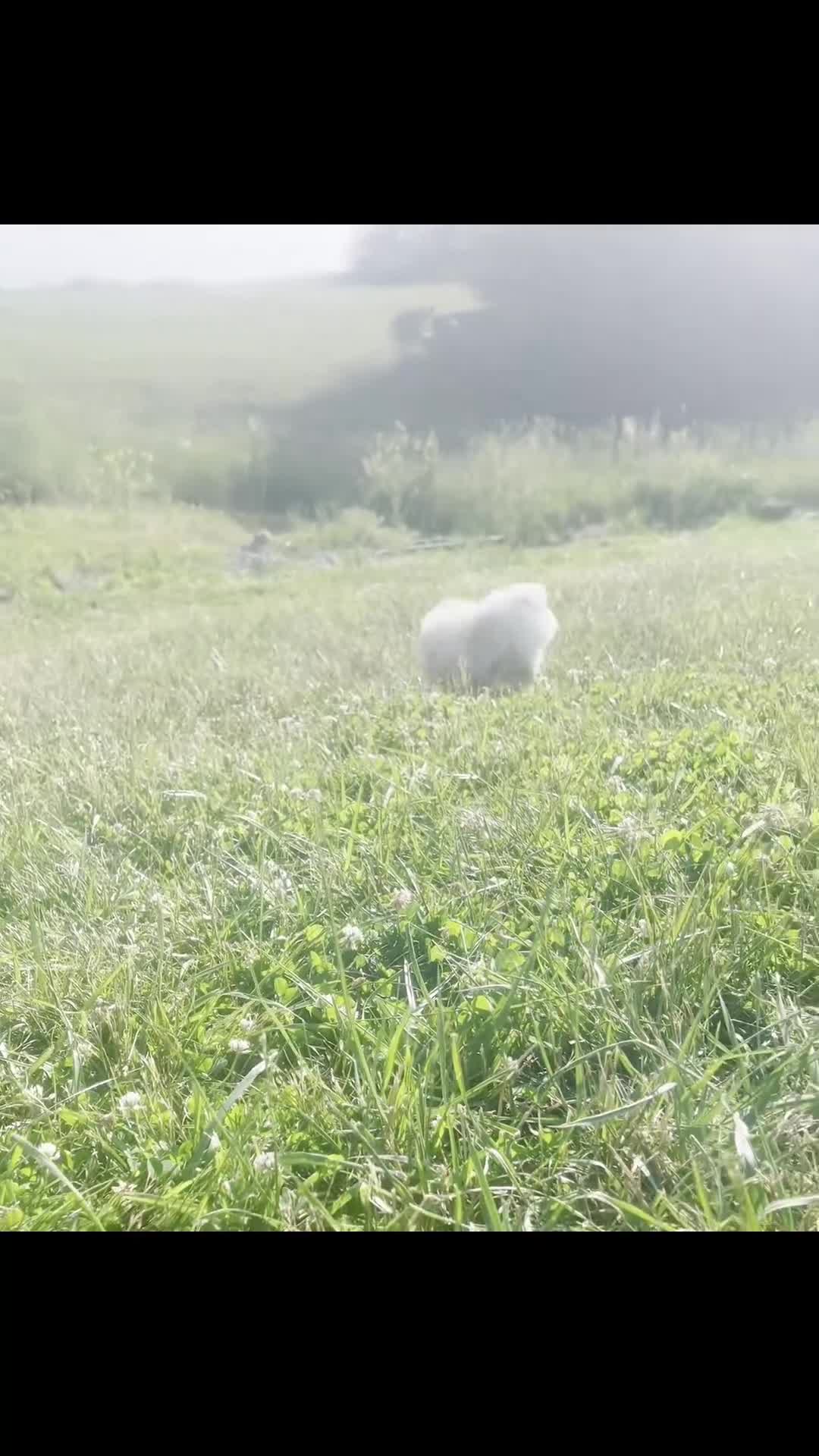 Pomeranian dogs for sale: Boo AKC - Video 1