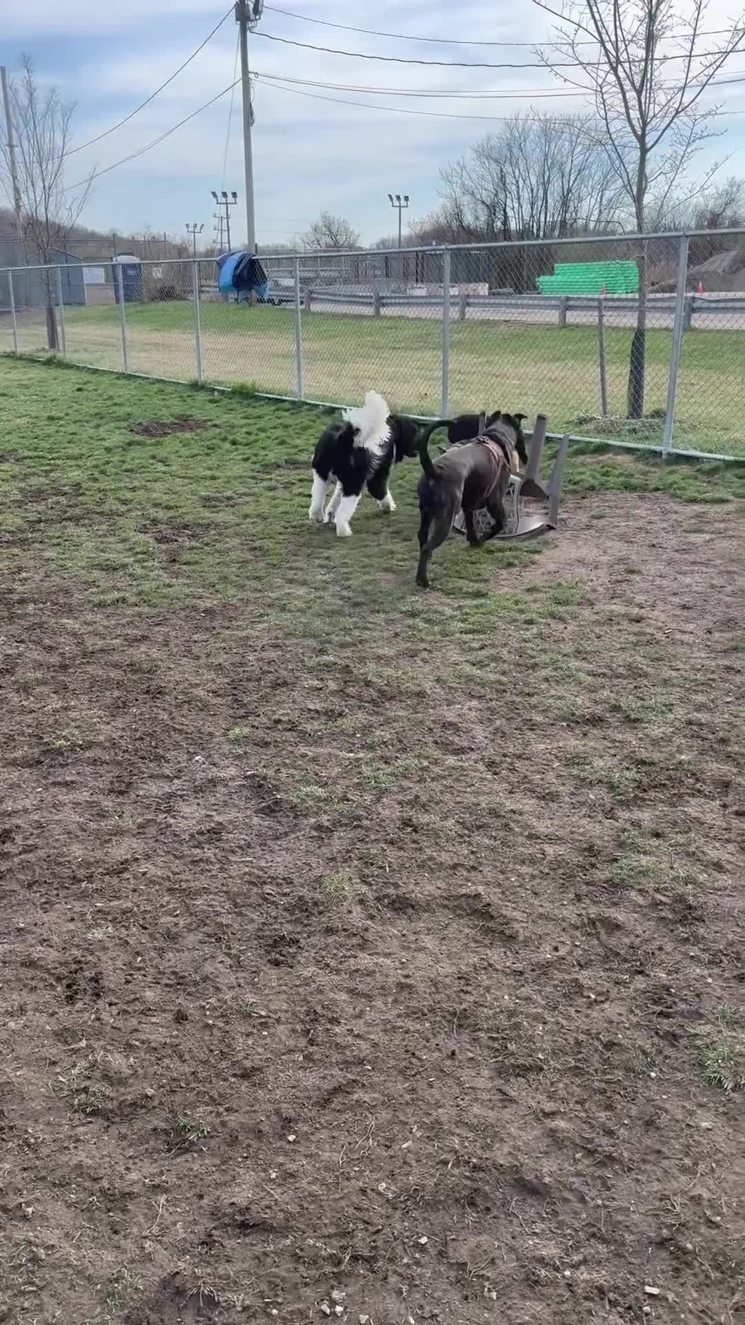 Cane Corso dogs for stud: King Kong - Video 1