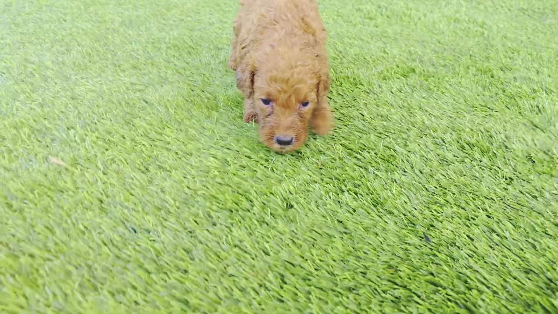 Goldendoodle dogs for sale:  Louie - Video 1