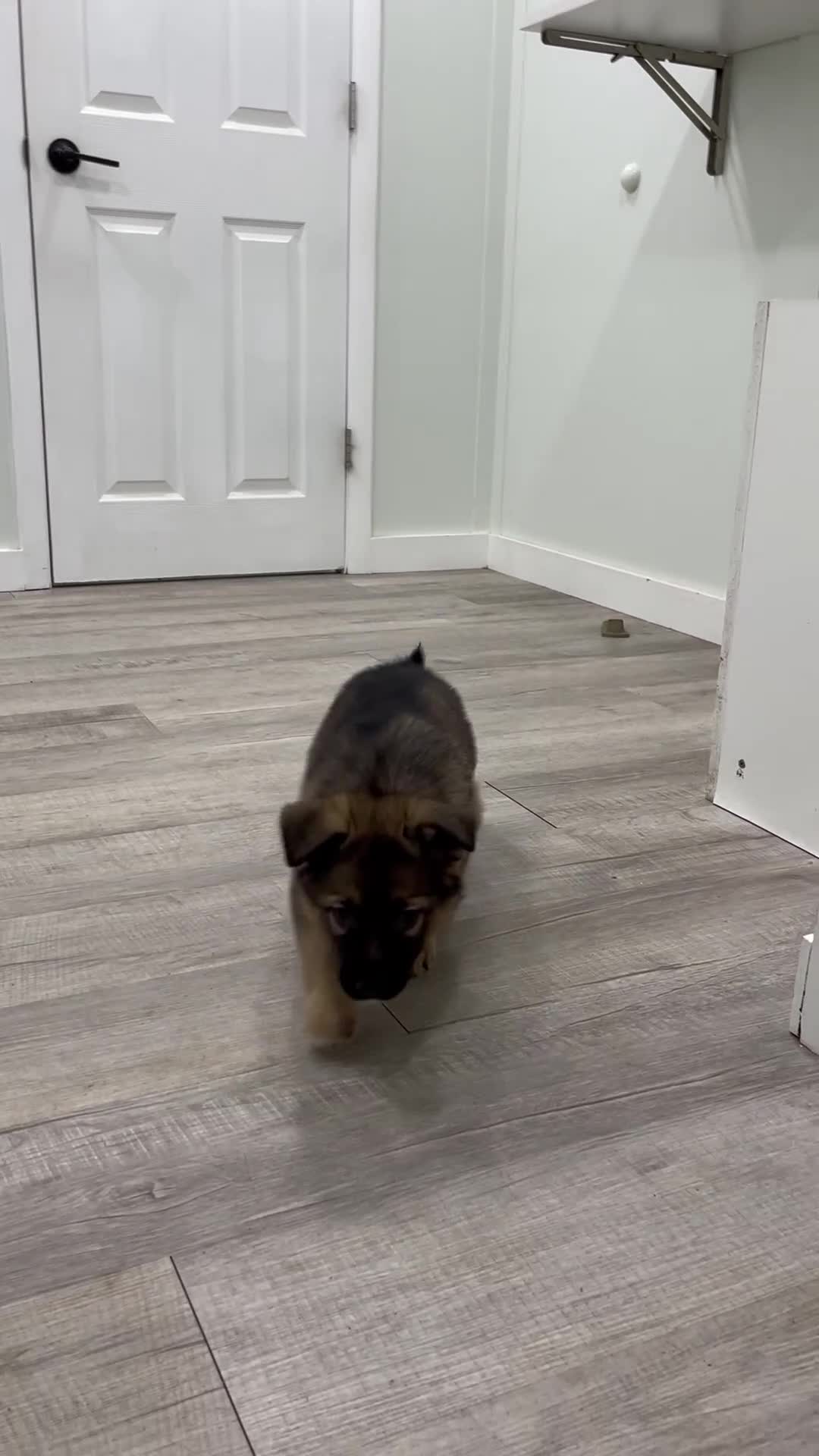 German Shepherd dogs for sale: Kermit - Video 1