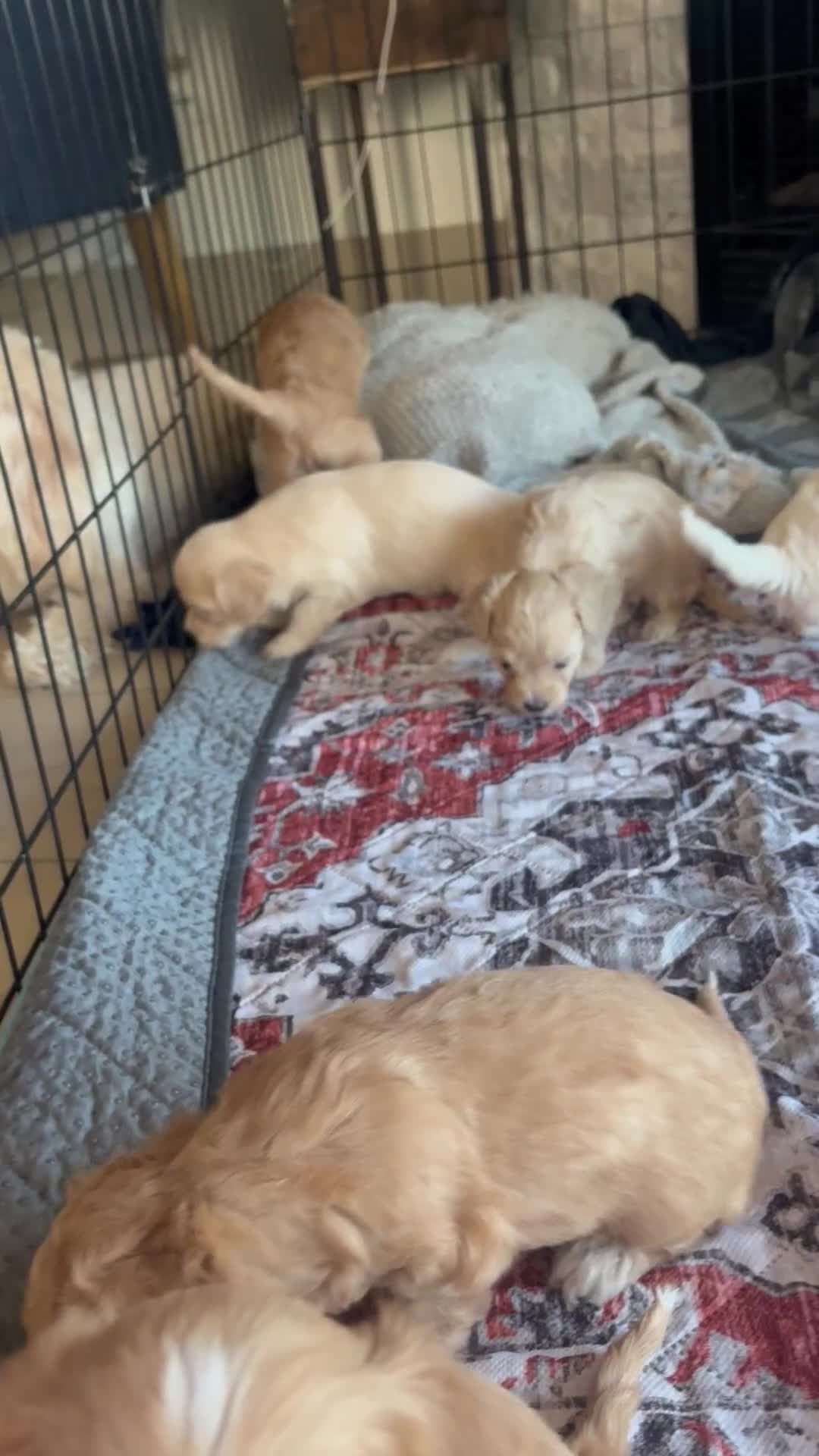 Maltipoo dogs for sale: Maple - Video 1