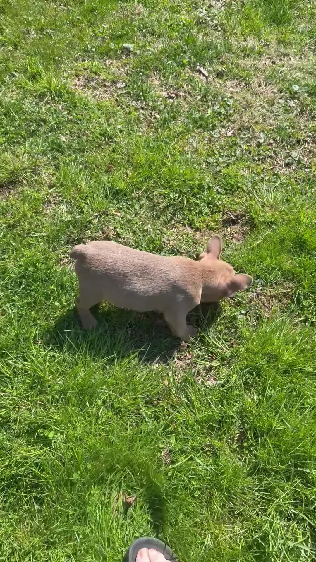 French Bulldog dogs for sale: French Bulldog Puppy 1 - Video 1