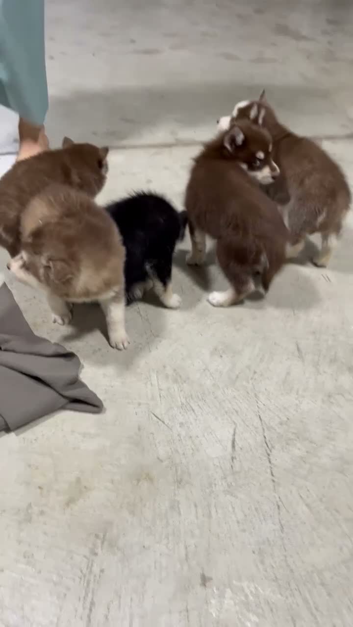 Pomsky dogs for sale: Cruse - Video 2