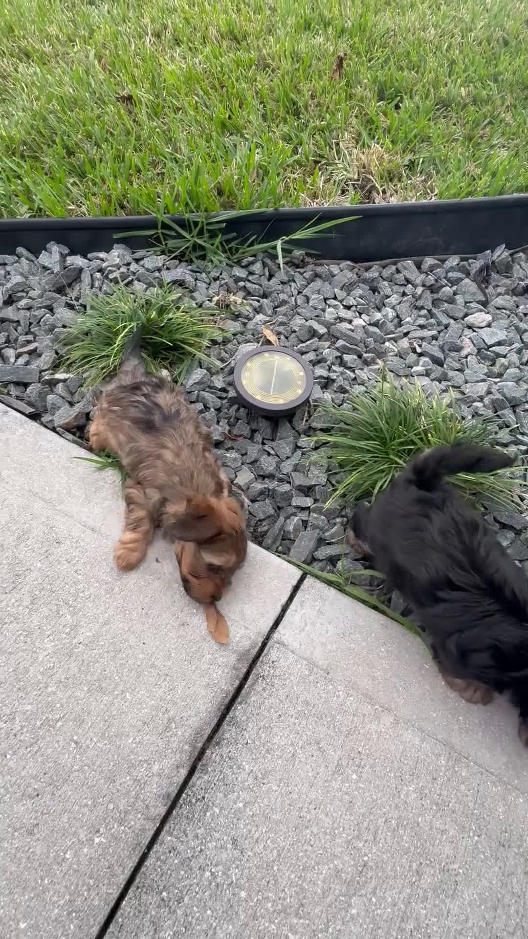 Yorkiepoo dogs for sale: Chocolate  - Video 2