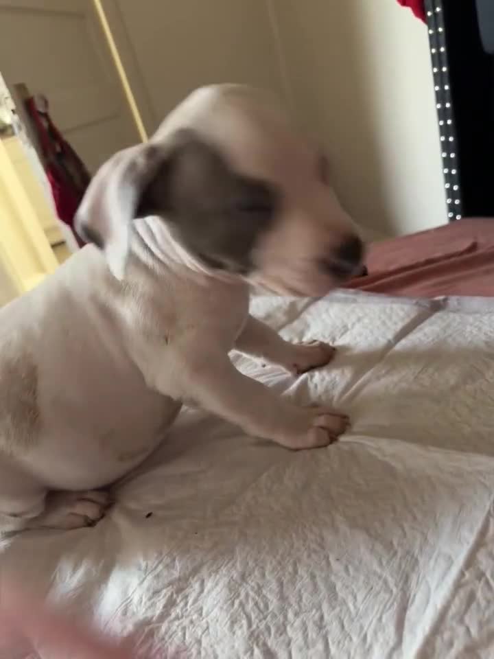 American Staffordshire Terrier dogs for sale: American Staffordshire Terrier Puppy 1 - Video 1