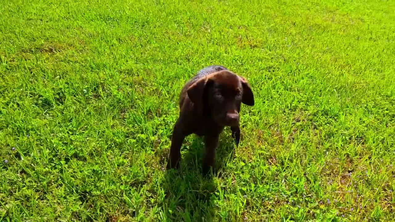 Labrador Retriever dogs for sale: Fiona - Video 2