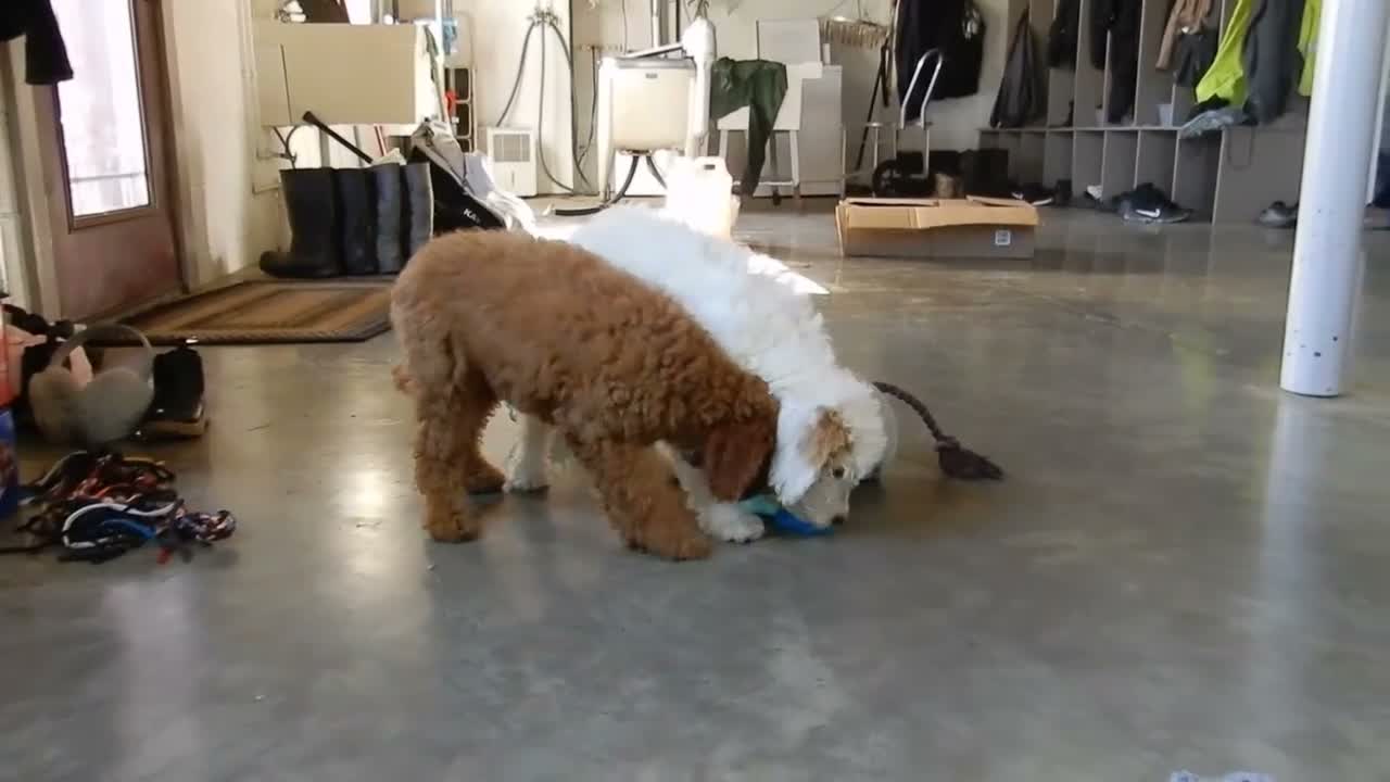 Mini Goldendoodle dogs for sale: Jake (Medium) - Video 1