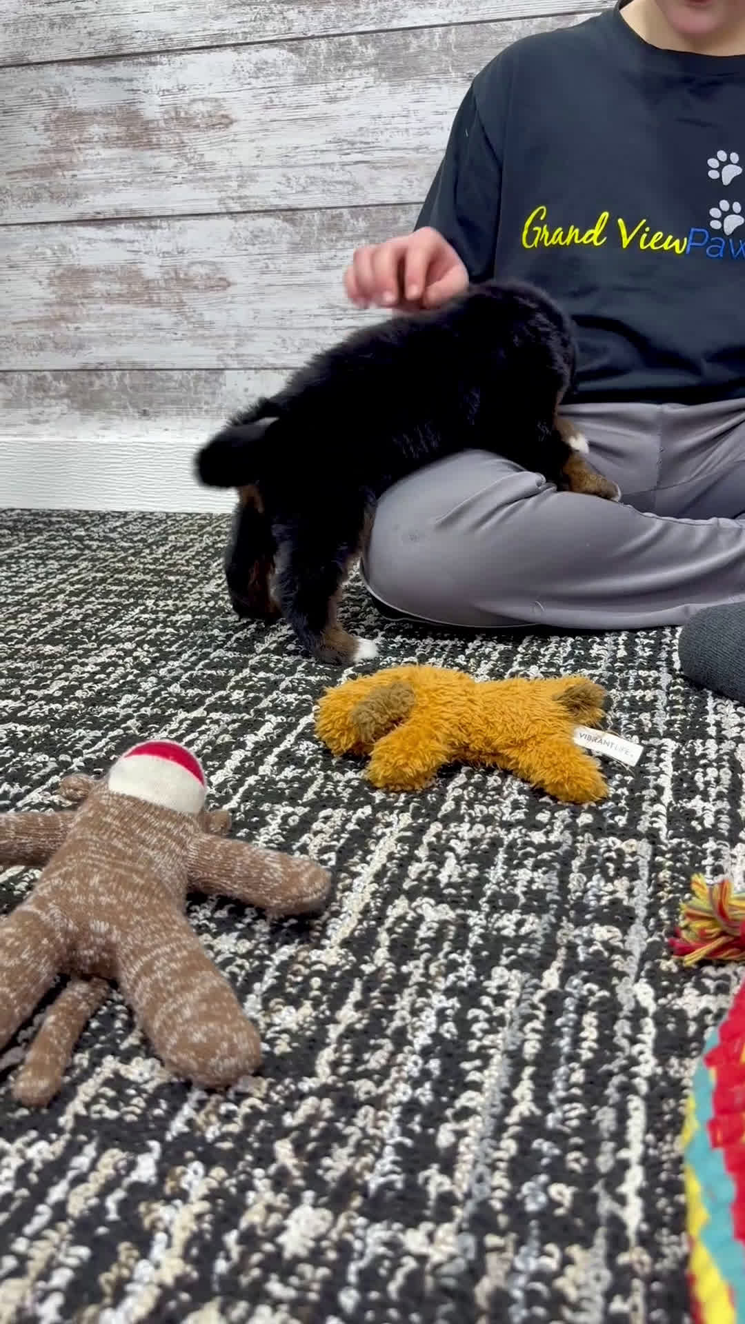 Mini Bernedoodle dogs for sale:  ❤️Chase - Video 1