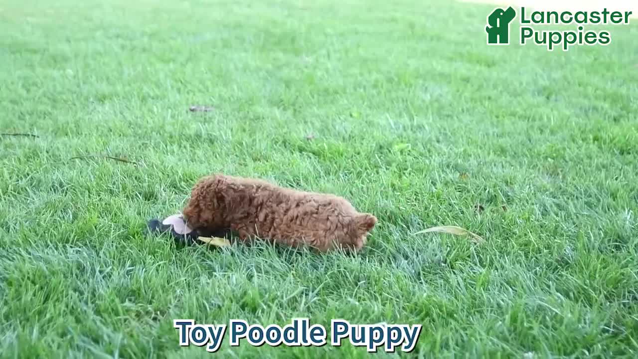 Toy Poodle dogs for sale: Rusty - Video 1