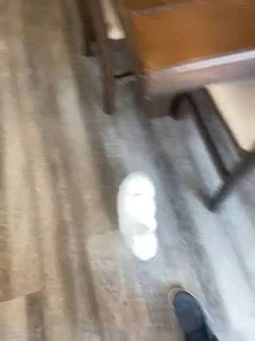 Bichon Frise dogs for sale: Extra small Stella - Video 1