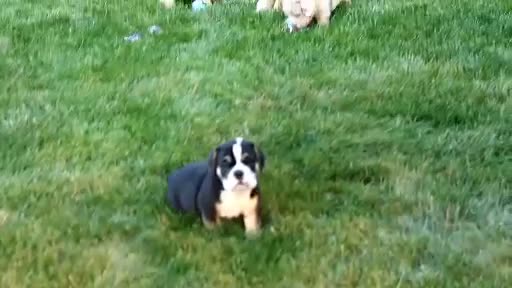 Beabull dogs for sale: Bo - Video 2