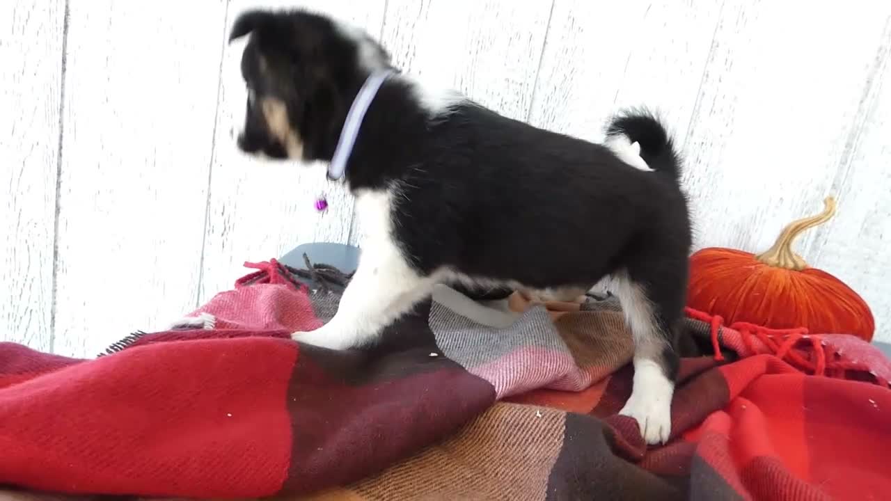 Australian Cattle Dog dogs for sale: Australian Cattle Dog 6 Sahara - Video 1