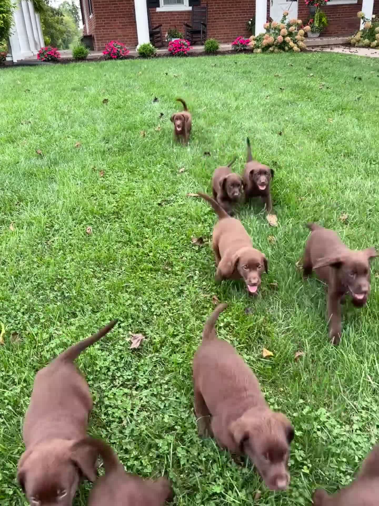 Labrador Retriever dogs for sale: Maggie - Video 1