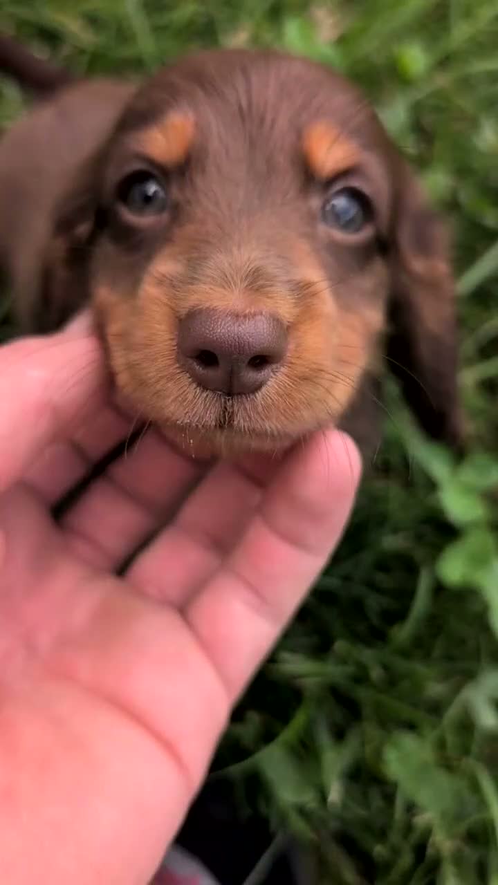 Miniature Dachshund dogs for sale: Hunter - Video 1