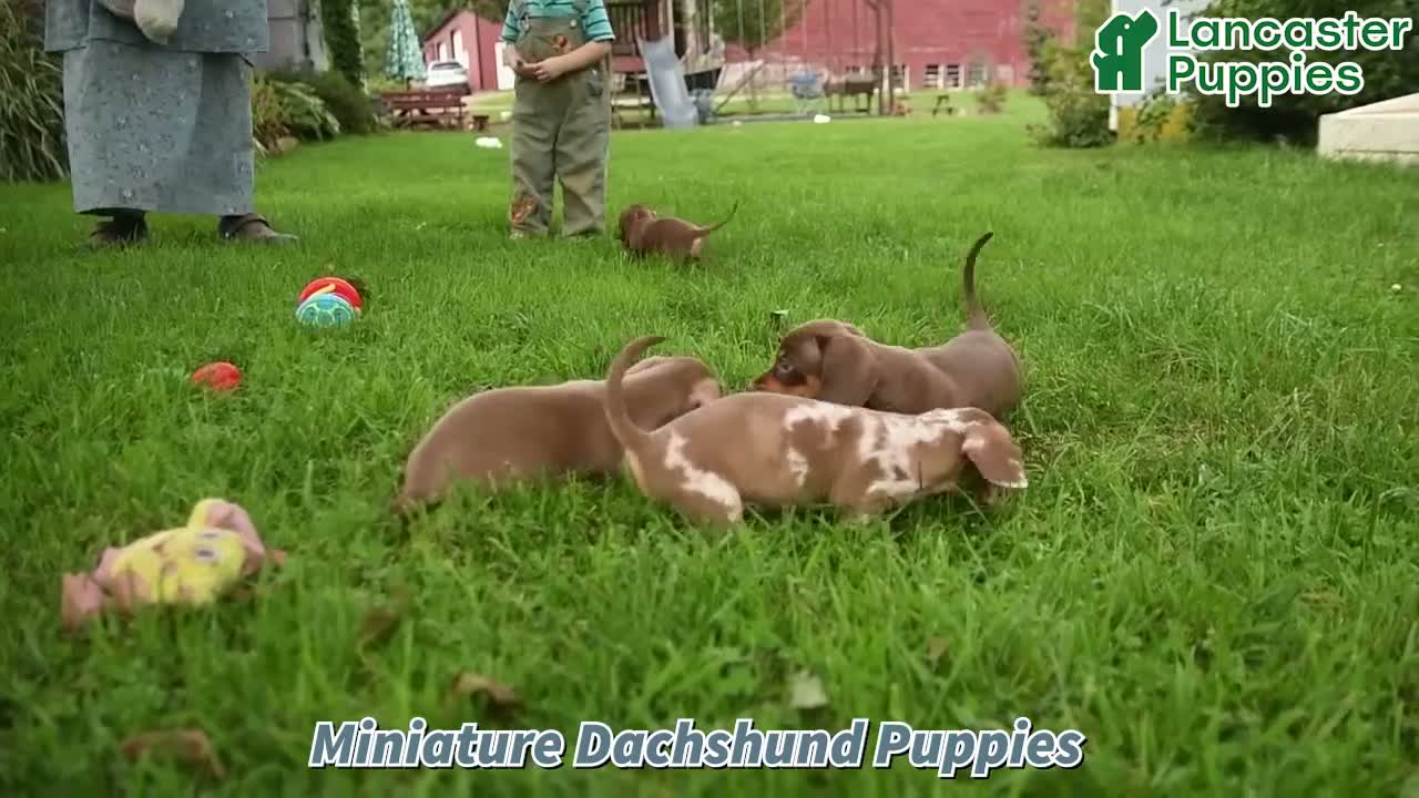 Miniature Dachshund dogs for sale: Maddox - Video 1