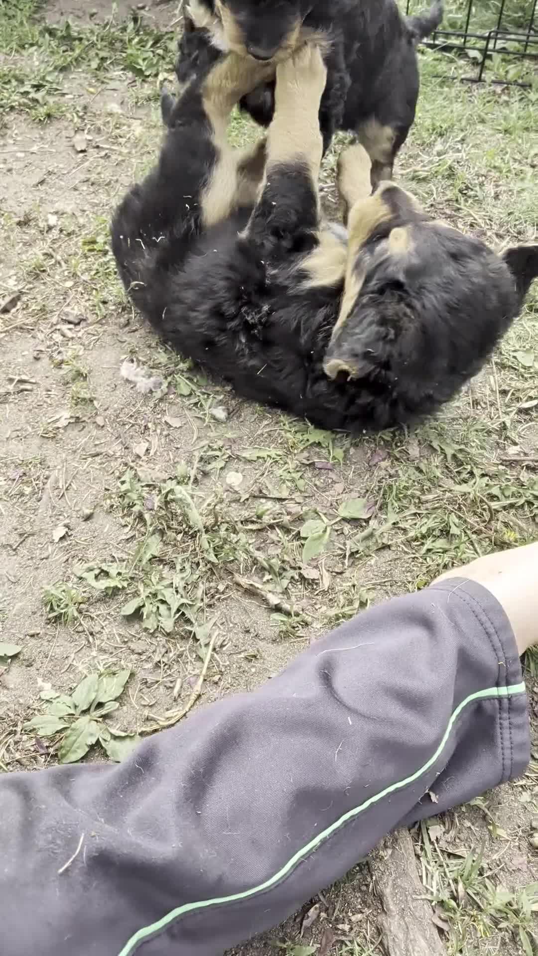 Mixed Breed dogs for sale: Mort - Video 3