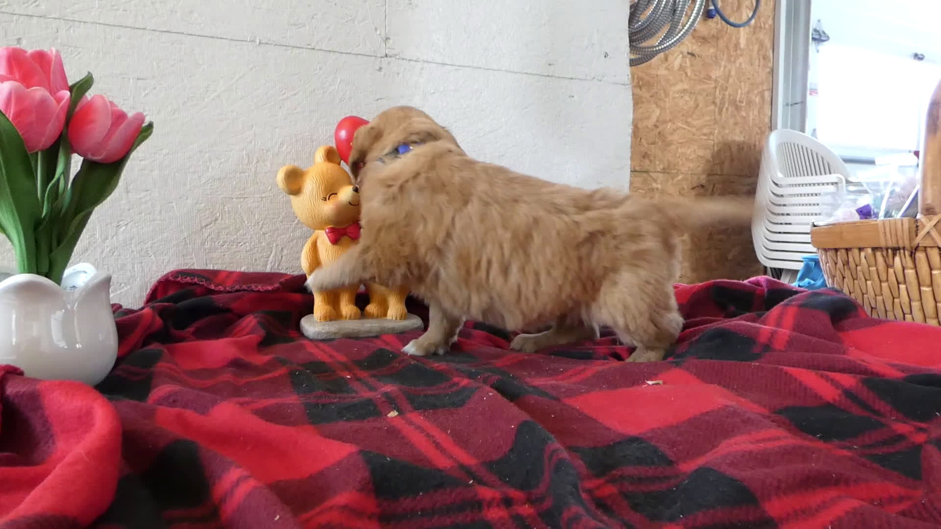 Mini Goldendoodle dogs for sale: Mini Goldendoodle Puppy 2 Rover - Video 1