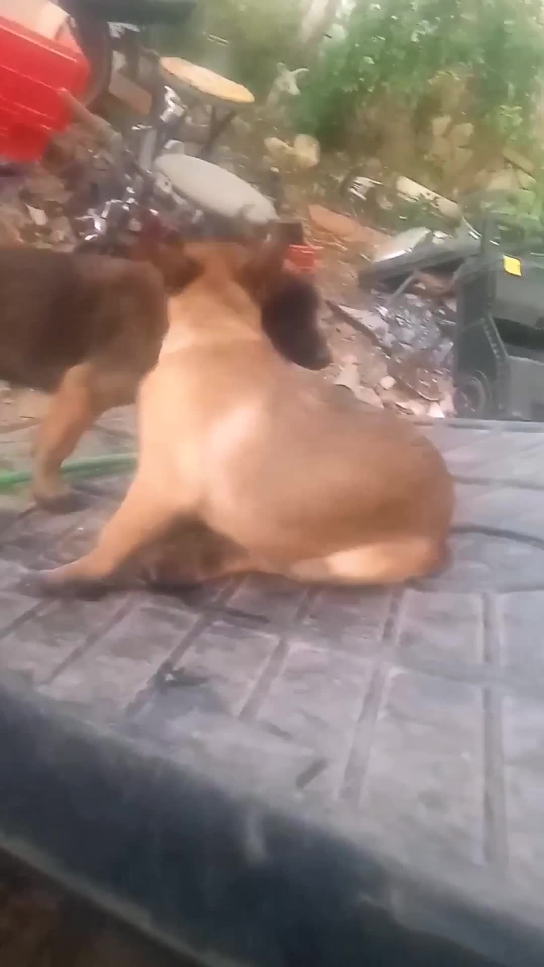 Belgian Malinois dogs for sale: Belgian Malinois Puppy 1 (BALDUR) - Video 1