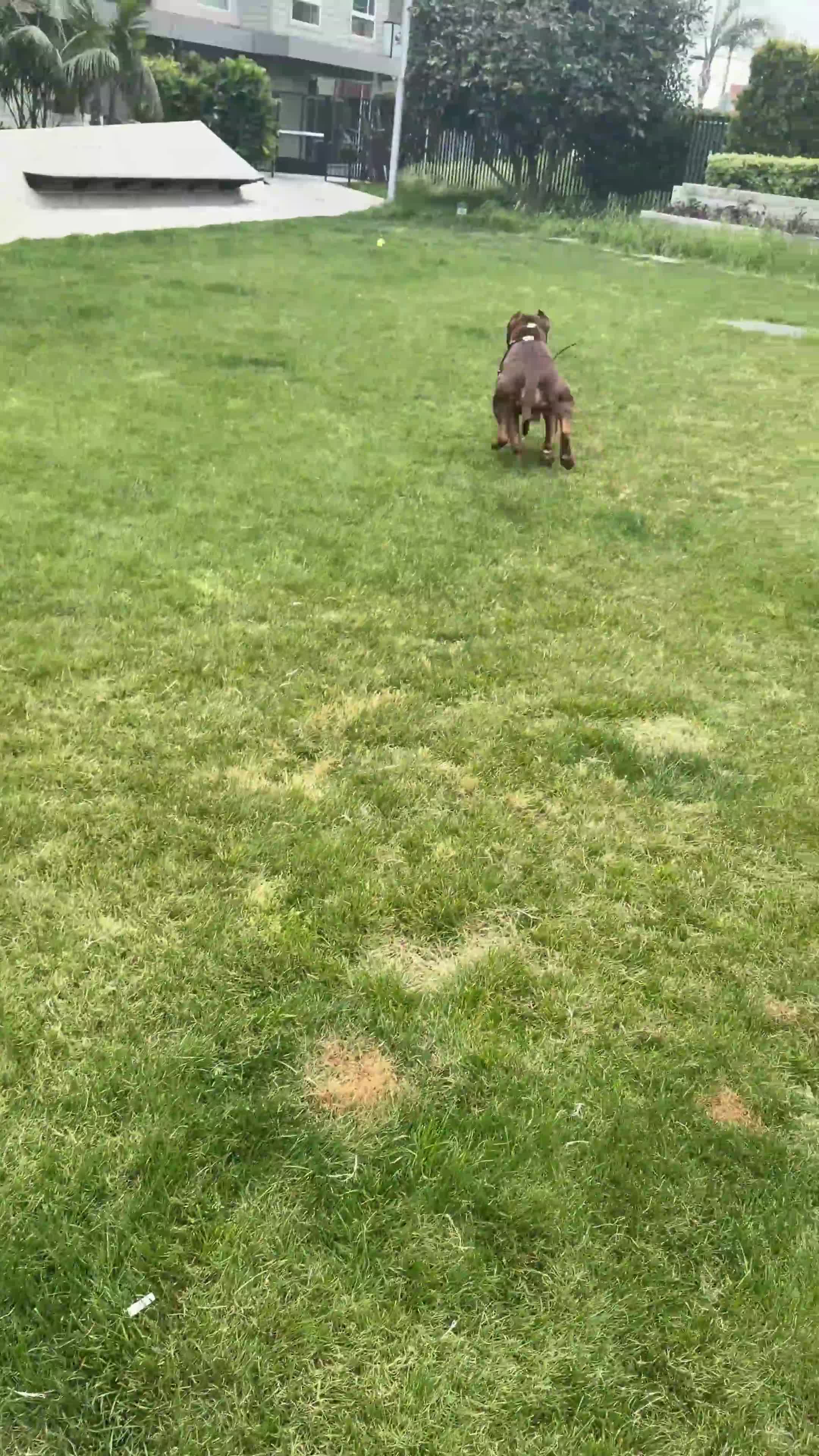 American Pit Bull Terrier dogs for stud: Juice - Video 1