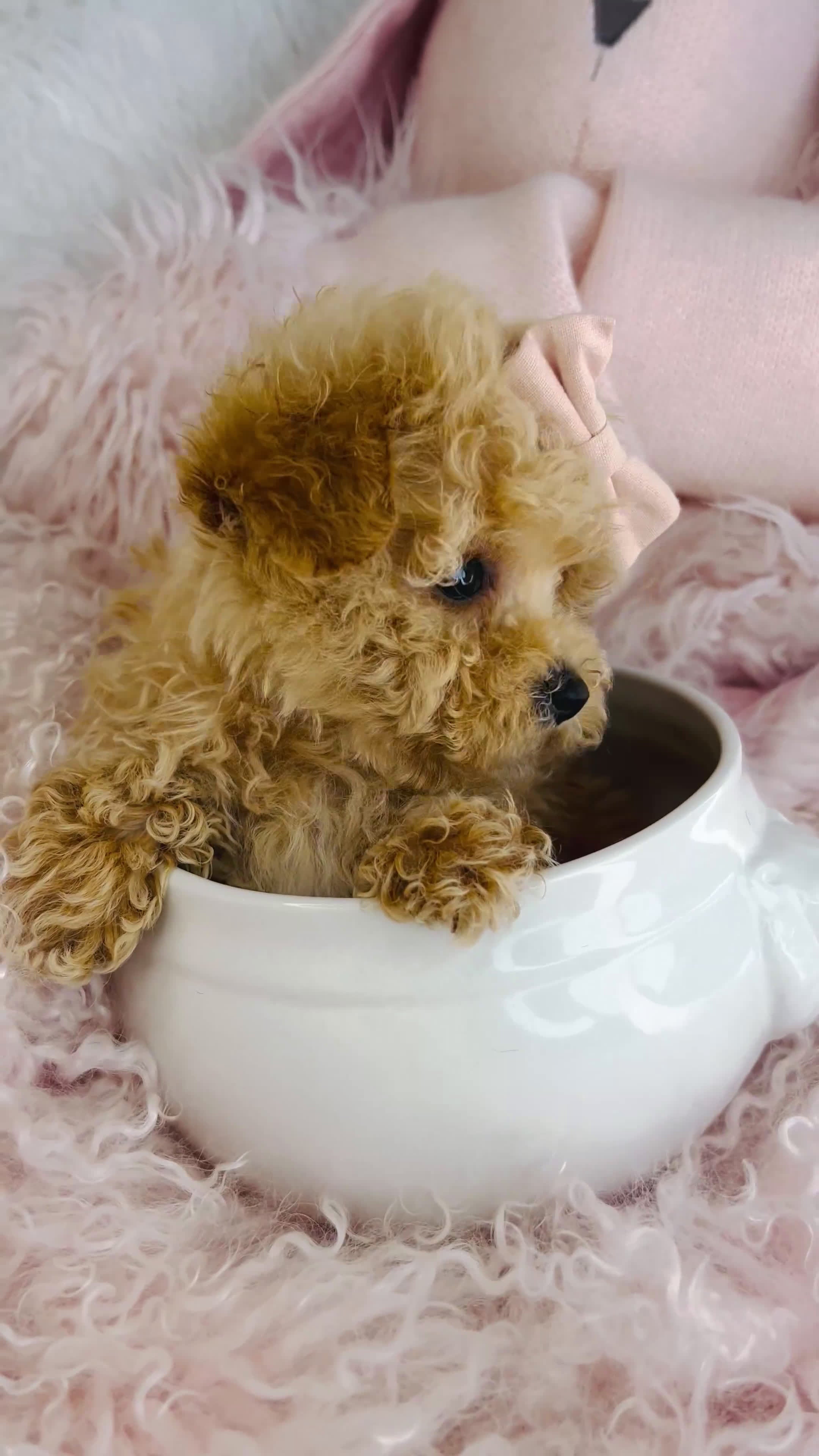 Toy Poodle dogs for sale: Teacup Poodle Puppy 1 - Video 2