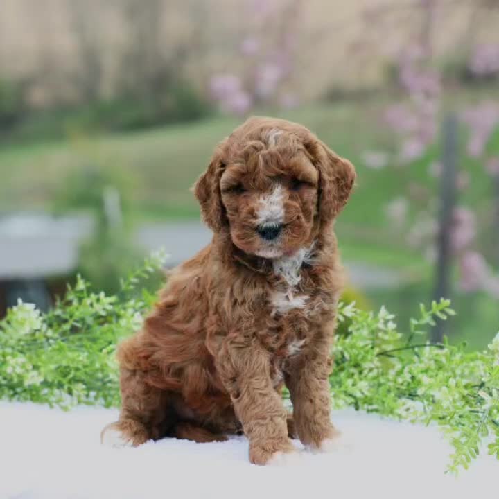 Mini Goldendoodle dogs for sale: Connie - Video 1